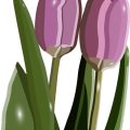 Growing Unusual Spring Bulbs: British Favourites Beyond Daffodils and Tulips