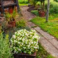 Understanding and Using Loppers in the British Garden