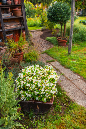 Understanding and Using Loppers in the British Garden