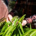 Integrating Smart Lighting Technology into Traditional British Gardens