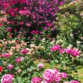 Showcasing Roses: Preparing for Local Flower Shows and Competitions