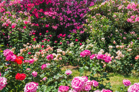 Showcasing Roses: Preparing for Local Flower Shows and Competitions