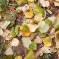 Seasonal Garden Waste Solutions: Tackling Autumn Leaves and Winter Prunings Sustainable Way