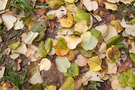 Seasonal Garden Waste Solutions: Tackling Autumn Leaves and Winter Prunings Sustainable Way