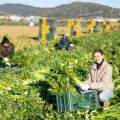 Polyculture and Companion Planting for Productivity on UK Allotments