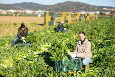 Polyculture and Companion Planting for Productivity on UK Allotments