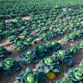 Maximising Small Plots: Intensive Growing Techniques for Urban Allotmenteers