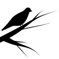 Citizen Science: How British Gardeners Can Support Bird Conservation Efforts