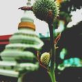 Eco-Friendly Pest Control: Protecting Your Plants and Hedgehogs Simultaneously
