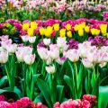 Designing Spring Borders: Best Practices for Colour Progression in English Gardens