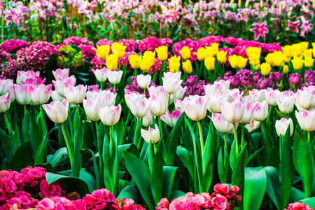Designing Spring Borders: Best Practices for Colour Progression in English Gardens