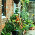 Pest and Disease Management for Container Herbs in the UK