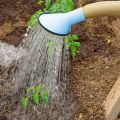Sustainable Disposal of Invasive Species and Diseased Plants in the British Garden