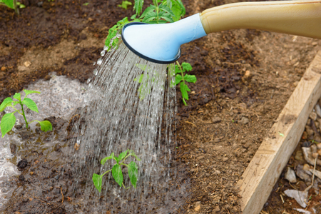 Sustainable Disposal of Invasive Species and Diseased Plants in the British Garden