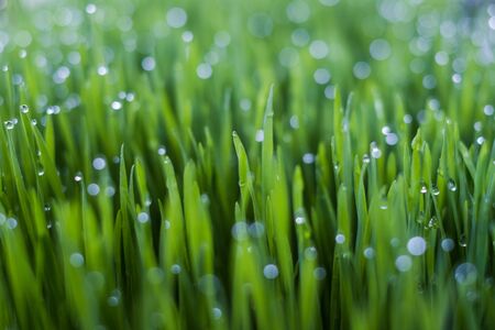Garden Machinery Checks: Monthly Routines for Mowers, Strimmers and More