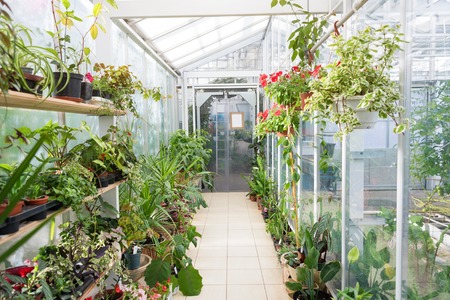 Greenhouse Orientation: North-South or East-West? What Works Best in the UK