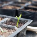 The Role of Greenhouses and Polytunnels in Allotment and Community Garden Projects