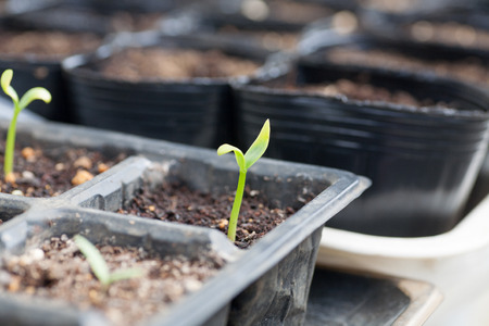 The Role of Greenhouses and Polytunnels in Allotment and Community Garden Projects