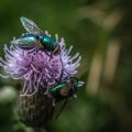 Native Trees for Pollinators: British Varieties that Support Bees