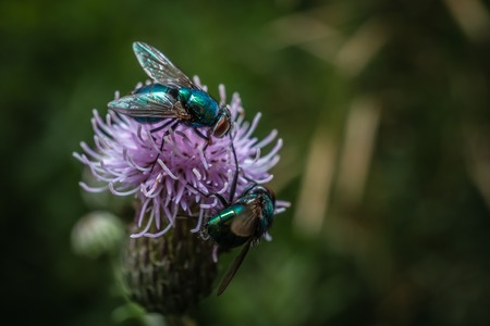 Native Trees for Pollinators: British Varieties that Support Bees