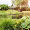 Wildlife-Friendly Garden Maintenance: Monthly Actions to Support British Nature