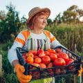 Community Gardens and Allotments: Sharing Resources to Reduce Carbon Emissions
