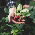 The UK Allotment Grower’s Calendar: Traditional and Modern Approaches