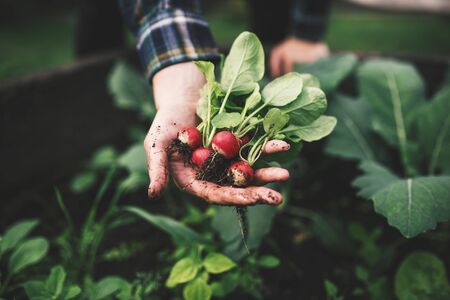 The UK Allotment Grower’s Calendar: Traditional and Modern Approaches