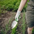 Battling Powdery Mildew in Wet British Summers: Top Natural Sprays and Prevention Tips