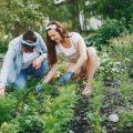 Nocturnal Patrols and Handpicking: Outcomes and Ethics for Eco-Friendly Gardeners