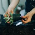 The Best Natural Sprays for Lawns: Tackling Moss, Weeds and Leatherjackets Organically