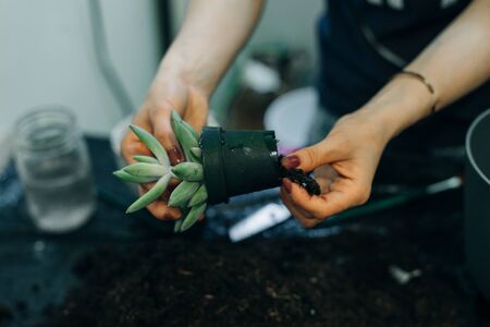 The Best Natural Sprays for Lawns: Tackling Moss, Weeds and Leatherjackets Organically