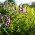 Wildlife-Friendly Ideas for Small British Gardens