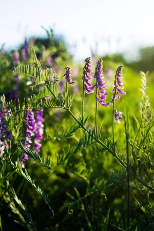 Wildlife-Friendly Ideas for Small British Gardens
