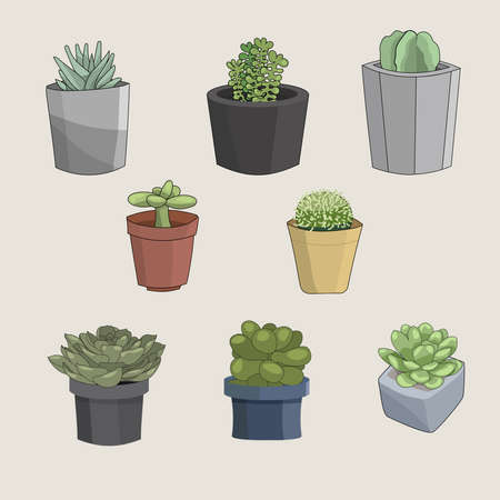 Plant Choices for Water-Wise Borders