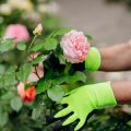 Future Trends: Innovations and Technology in British Flower Pruning and Deadheading