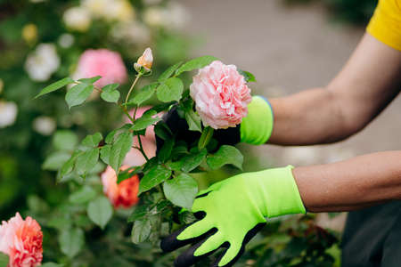 Future Trends: Innovations and Technology in British Flower Pruning and Deadheading
