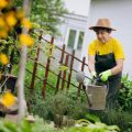 The Art of Crop Rotation and Succession Planting Under Cover