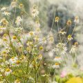 Edible British Wildflowers: Foraging and Cooking from Your Meadow