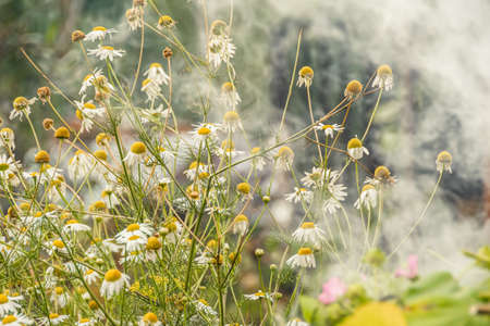 Edible British Wildflowers: Foraging and Cooking from Your Meadow