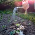 Watering Wisely: Collecting and Using Rainwater on Your Allotment