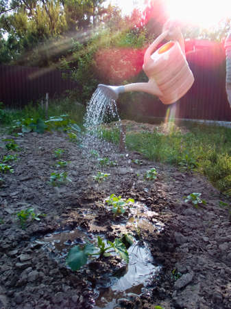 Watering Wisely: Collecting and Using Rainwater on Your Allotment