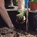The Role of Composting in Organic Allotment Gardening