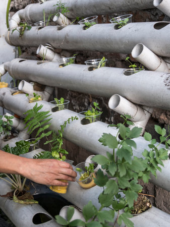 Community Gardening: Using Shared Rain Barrels and Butts for Allotments and Urban Plots