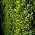 Creative Vertical Gardening: Make the Most of Walls and Fences