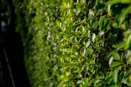 Creative Vertical Gardening: Make the Most of Walls and Fences
