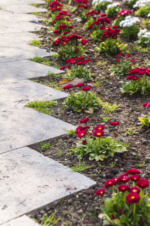 Paths, Borders, and Focal Points: Comparing Garden Layout Techniques