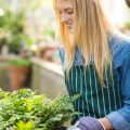 Companion Planting and Seed Storage: Maximising Shed Space for British Allotmenteers