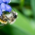 Dealing with Common Bee Problems Humanely in the Garden