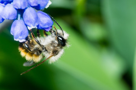 Dealing with Common Bee Problems Humanely in the Garden